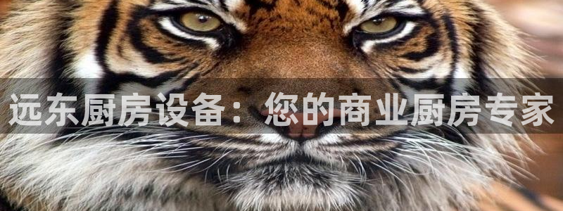尊龙现金娱乐 下载：远东厨房设备：您的商