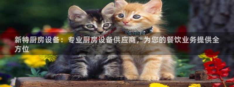尊龙长相评价：新特厨房设